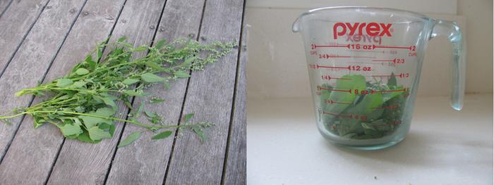 One cup of useable lambsquarters