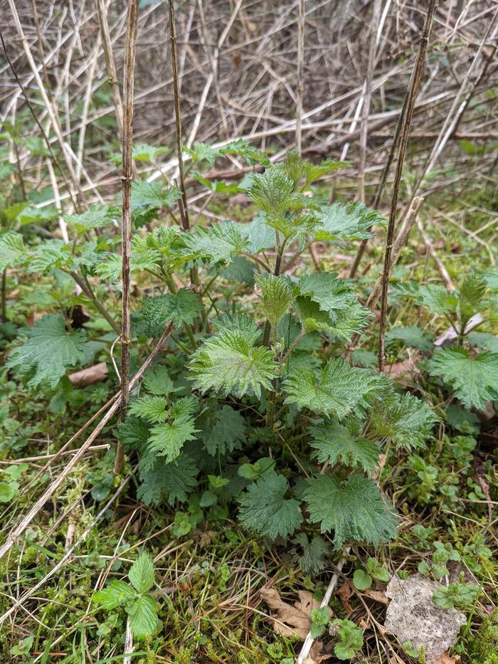 The nettles in the wild.