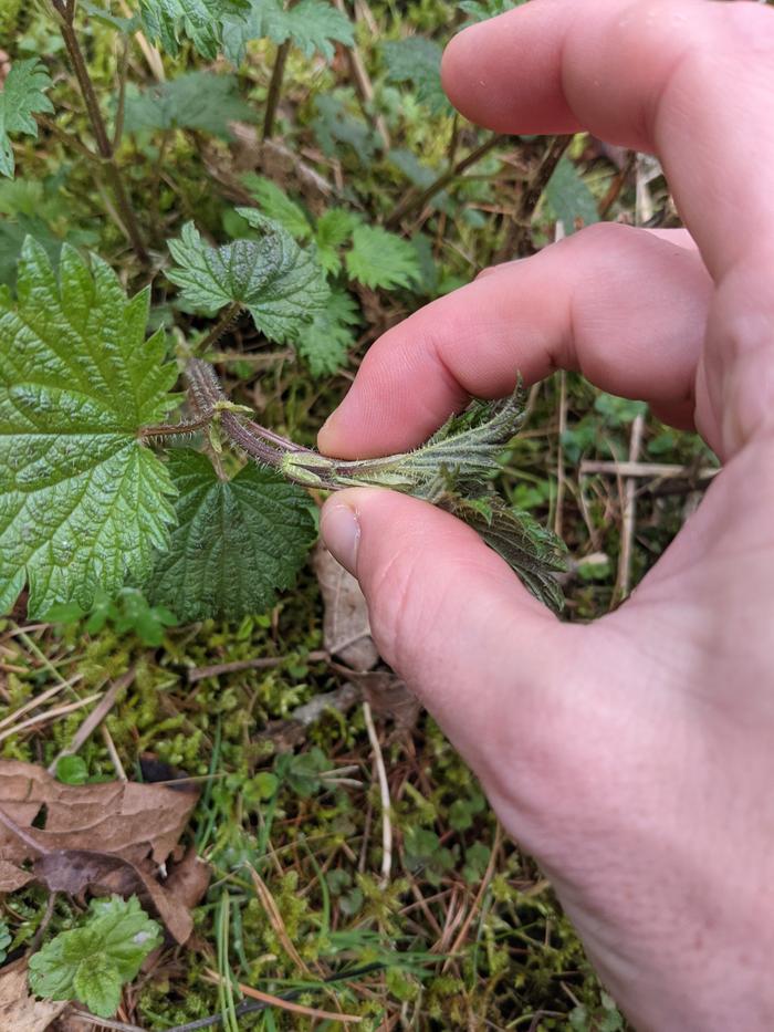 Picking the nettle tops. You don't need gloves once you find the nack.