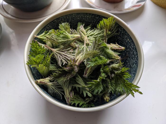 One bowl of harvested nettles. I then wash these to clean them and remove any insects.