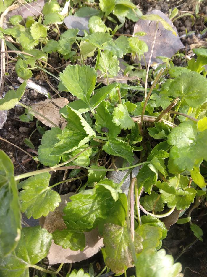 watercress in the field