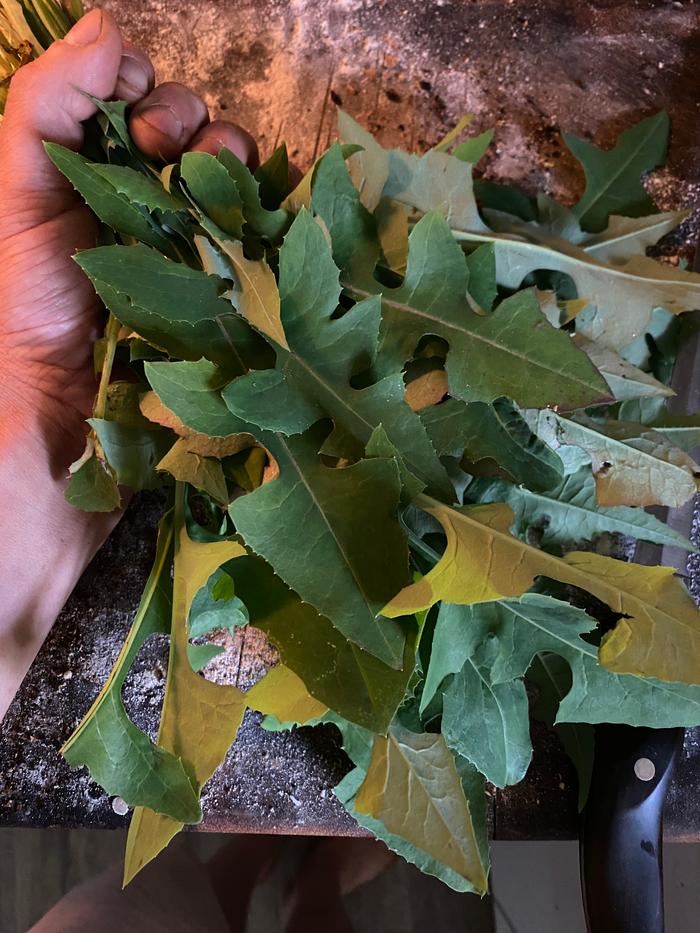 Lactuca canadensis