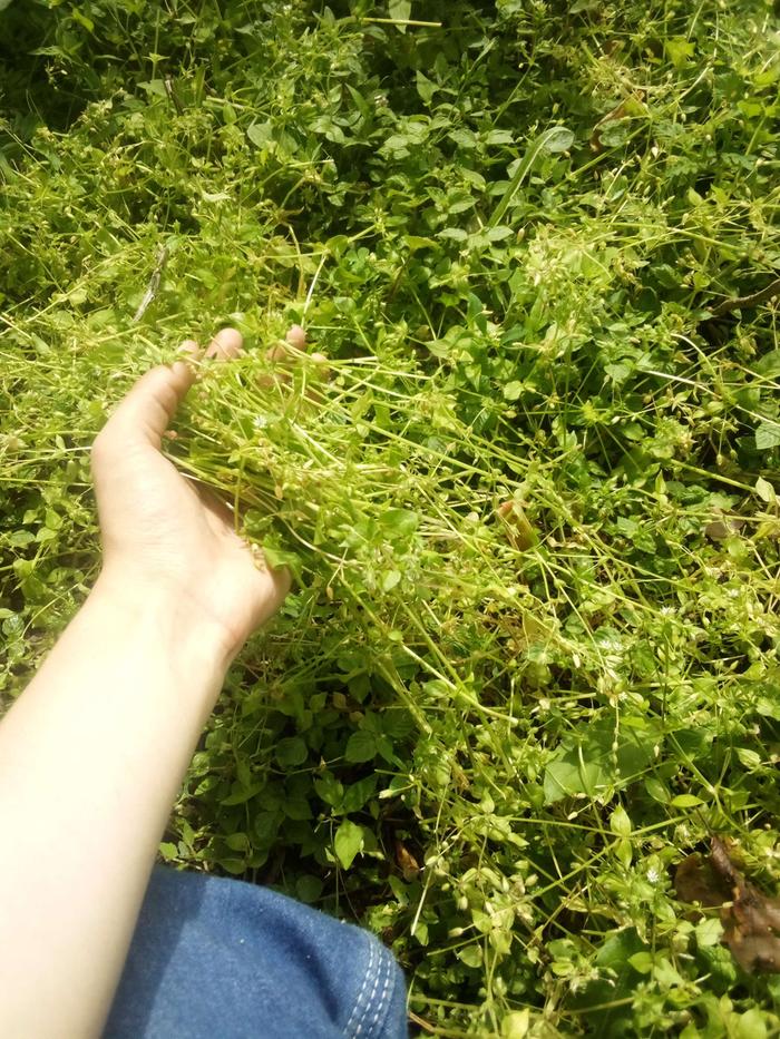 Chickweed, my favorite of the wild greens