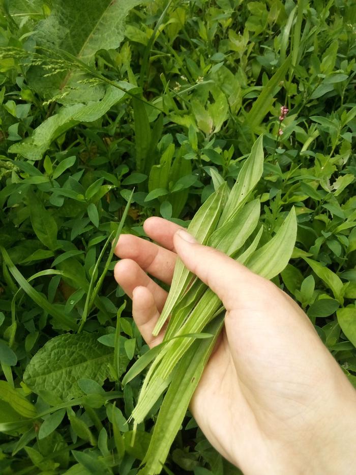 Narrowleaf plantain