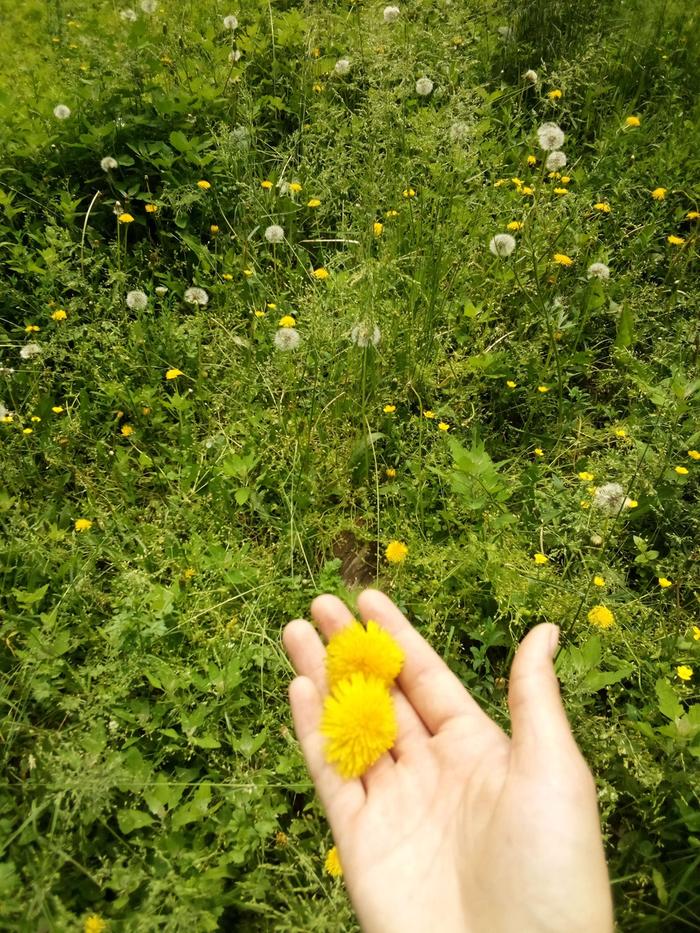 Dandelion flowers, these were bitter enough to leave out next time