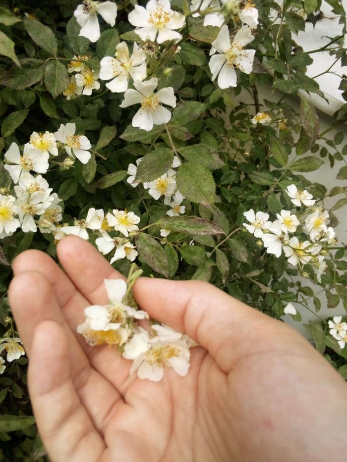 Wild rose flowers, pretty, but rather tasteless