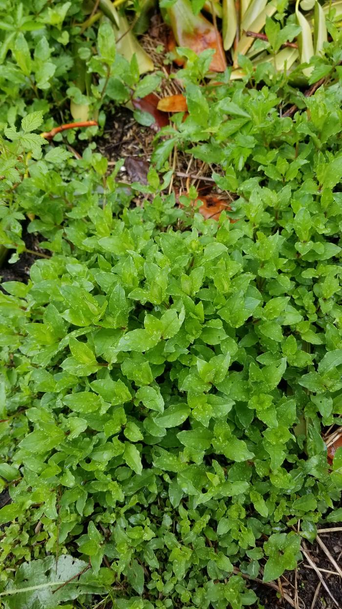 Chickweed plant