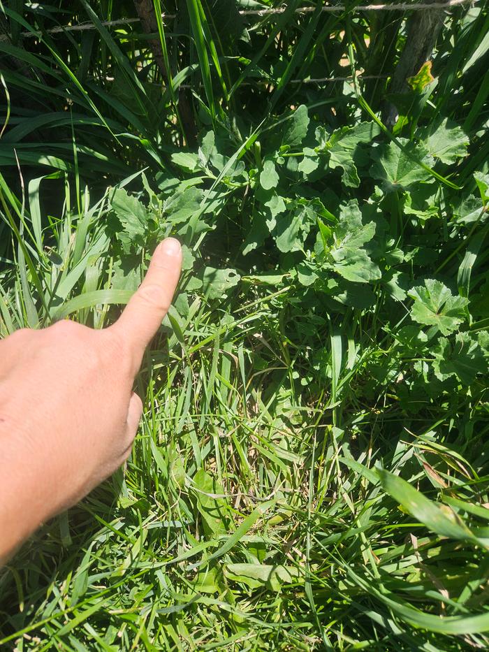 Lambs quarters in the wild