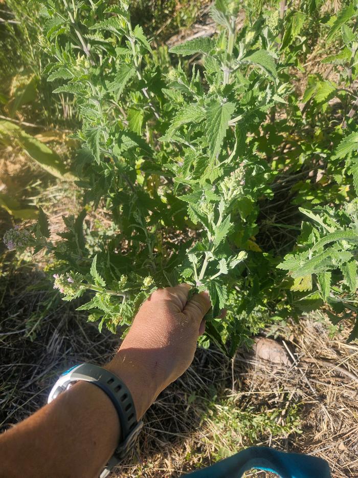 Picking the lambs quarter