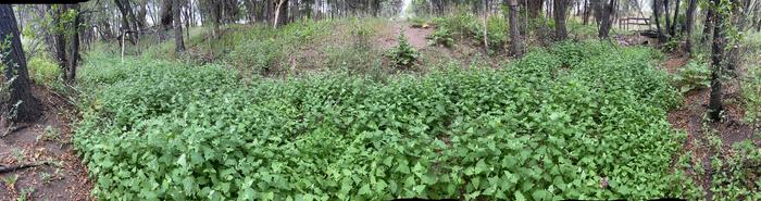 [Thumbnail for lambs-quarter-wild_fountain-creek.JPG]