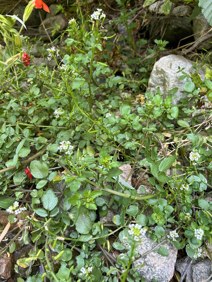 Watercress in the creek