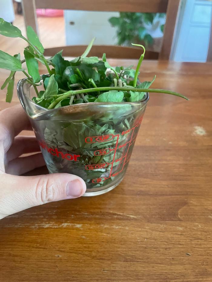 1 cup watercress 