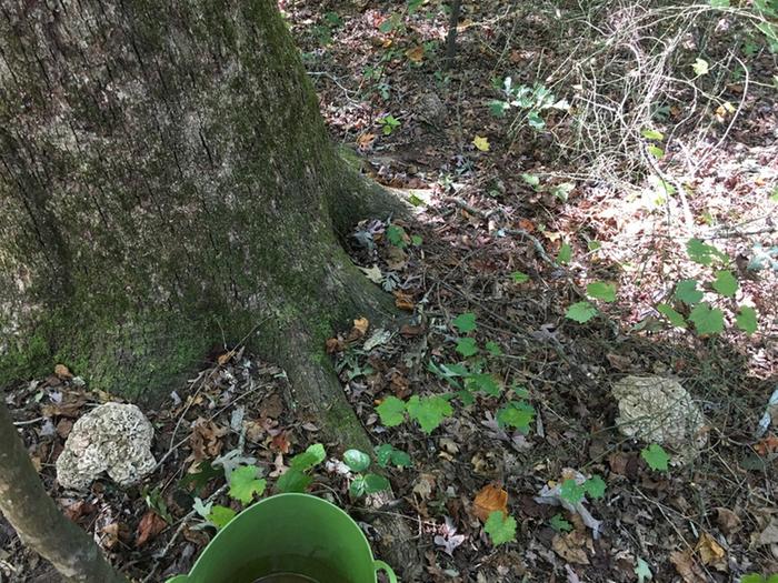 there are 4 mushrooms in this pic, can you spot the very young one. When harvested they weighed between 6 and 8 lbs each