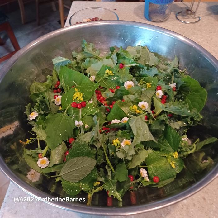 [Thumbnail for BB-Prepare-a-dish-foraging.salad.jpg]