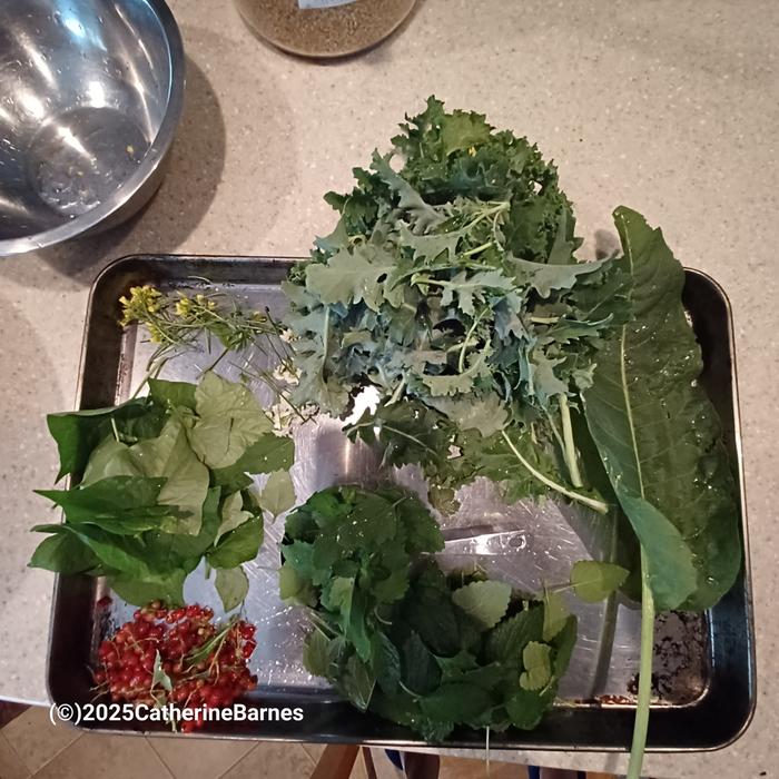 [Thumbnail for BB-Prepare-a-dish-foraging.salad-all-ingredients.jpg]