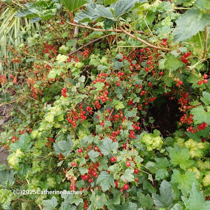 [Thumbnail for BB-Prepare-a-dish-foraging.salad.-currants.jpg]