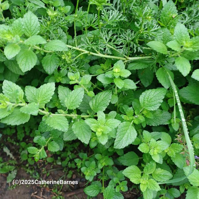 [Thumbnail for BB-Prepare-a-dish-foraging.salad.-lemon-balm.jpg]