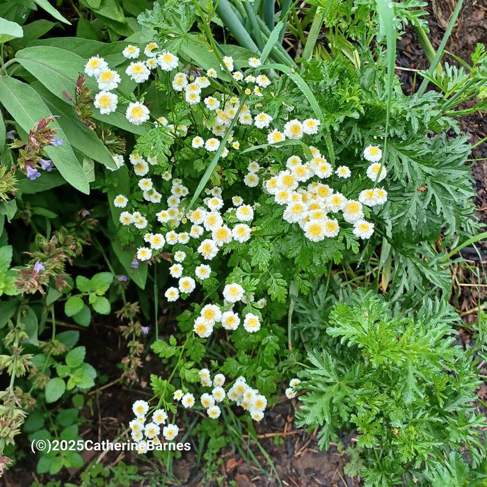 [Thumbnail for BB-Prepare-a-dish-foraging.salad.-feverfew.jpg]