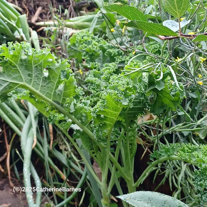 [Thumbnail for BB-Prepare-a-dish-foraging.salad.-kale.jpg]