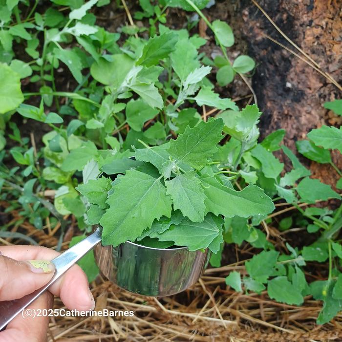 [Thumbnail for BB-Prepare-a-dish-foraging.salad.-1-cup-lambs-quarter.jpg]
