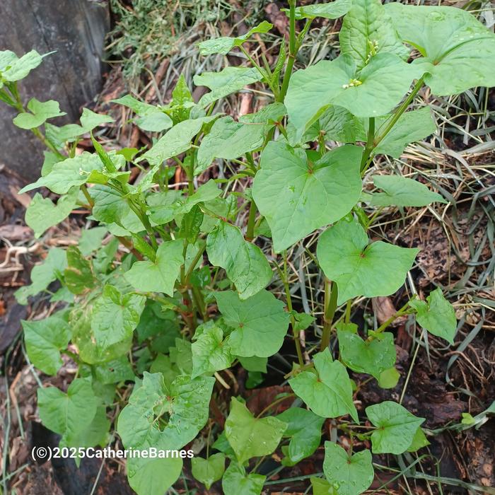 [Thumbnail for BB-Prepare-a-dish-foraging.salad-buckwheat-plant.jpg]