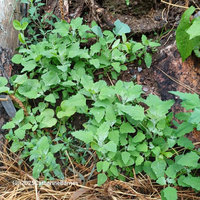 [Thumbnail for BB-Prepare-a-dish-foraging.salad.-lambs-quarter.jpg]