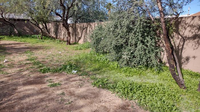 [Thumbnail for foraging-1-arugula-and-mallow.jpg]