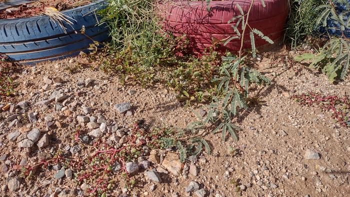 [Thumbnail for foraging-2-purslane.jpg]