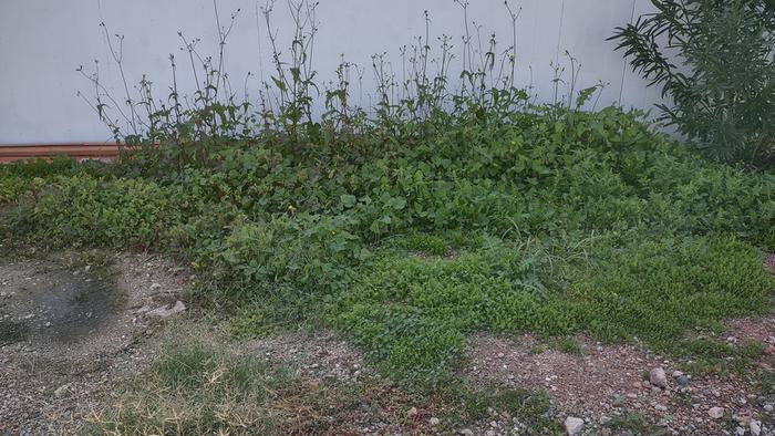 [Thumbnail for foraging-3-sow-thistle.jpg]