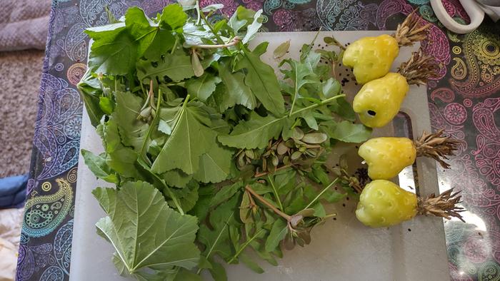 [Thumbnail for foraging-bounty-1.jpg]