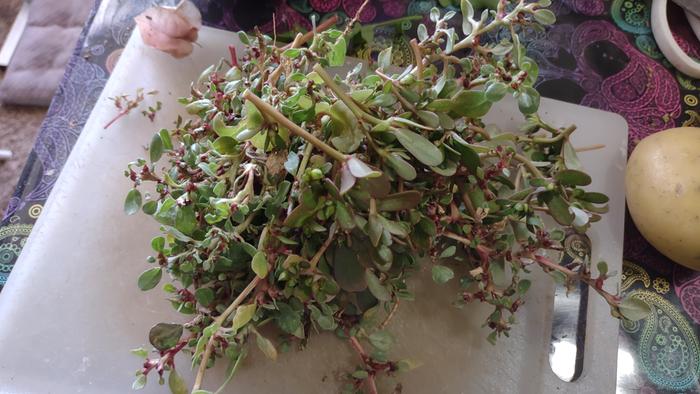 [Thumbnail for foraging-bounty-2.jpg]