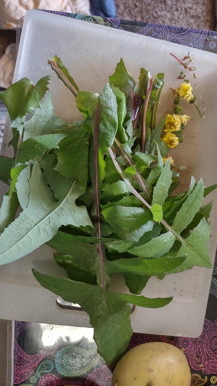 [Thumbnail for foraging-bounty-3.jpg]