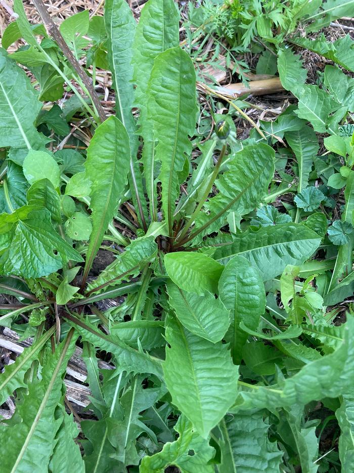 Dandelion in the wild 