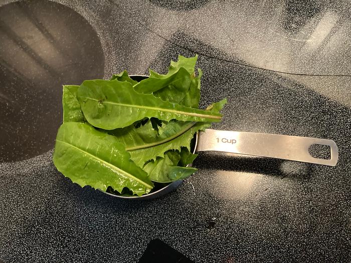 Harvested dandelion greens