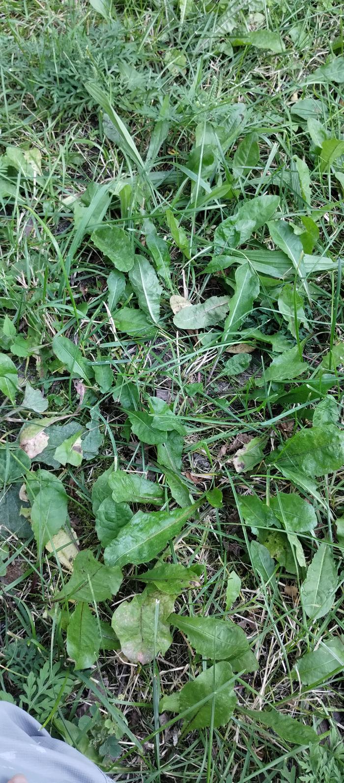 dandelions 