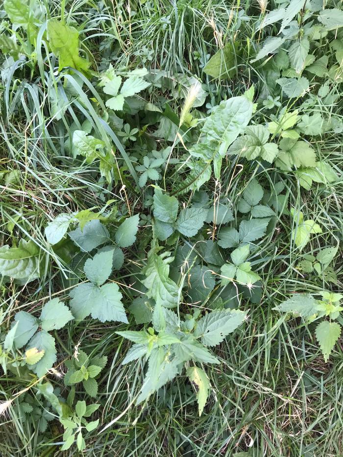 One of the dandelions and one of the nettle plants.