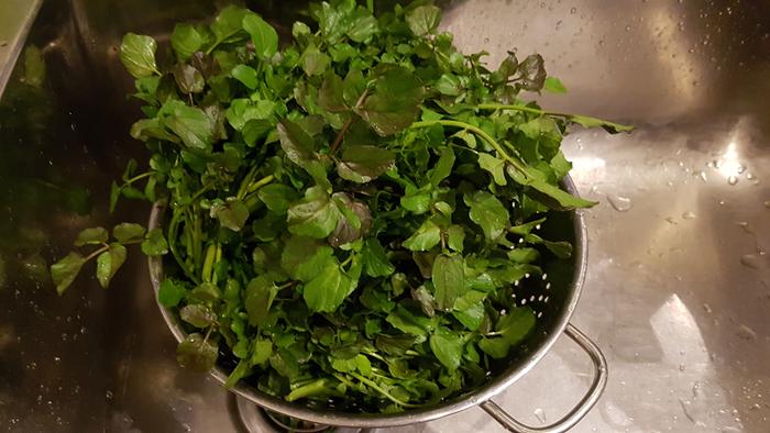 washed watercress