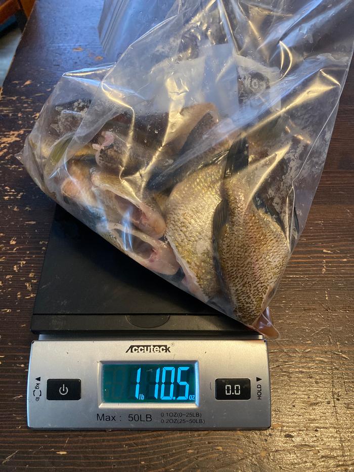 Cleaned fish on a scale. 