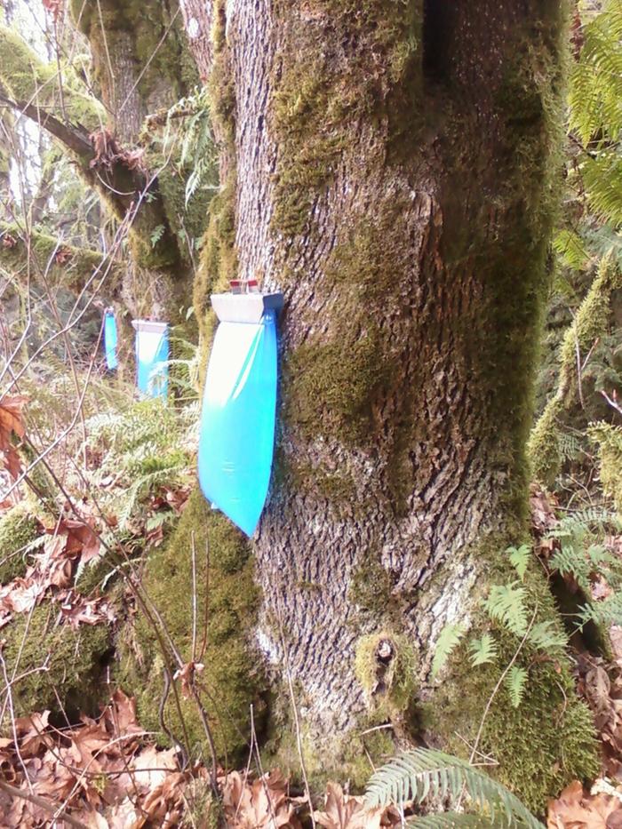 Tapped trees using sap sacks.