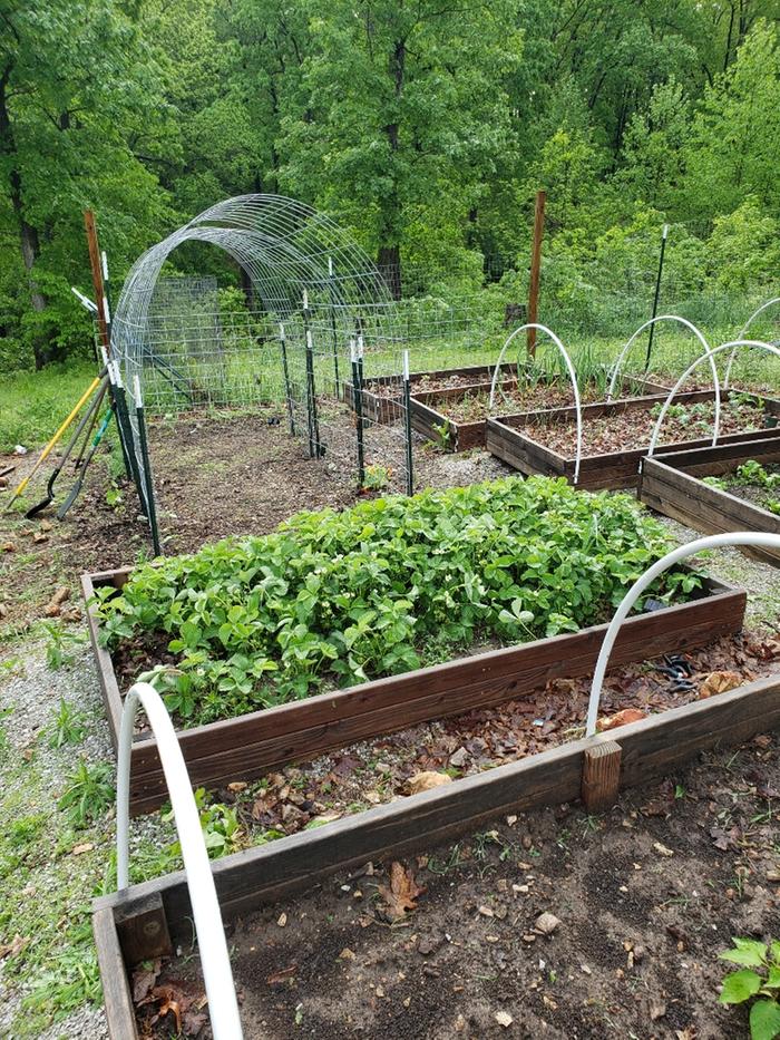 My Ozarks garden