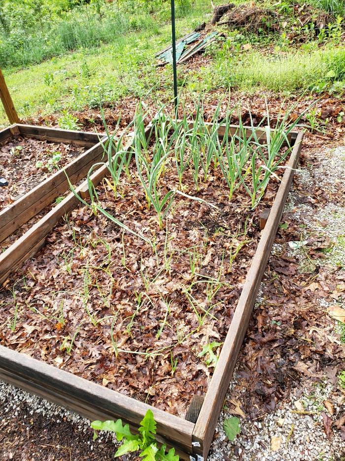 My Ozarks garden