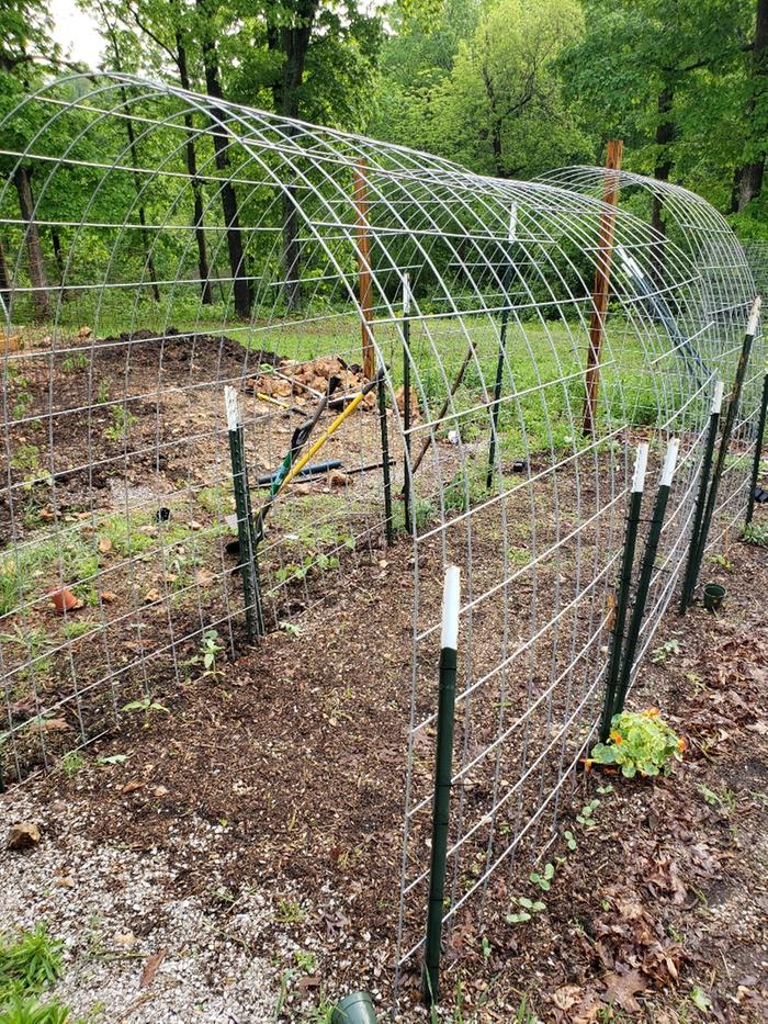 My Ozarks garden