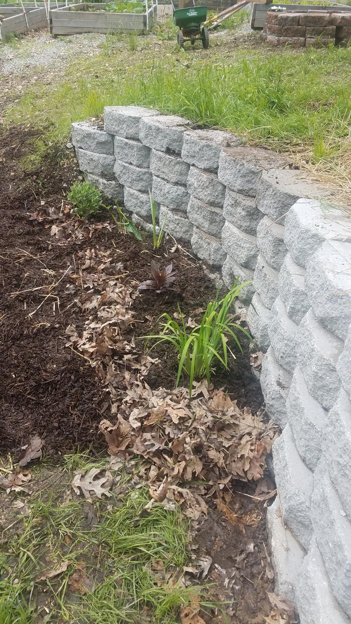 My Ozarks garden