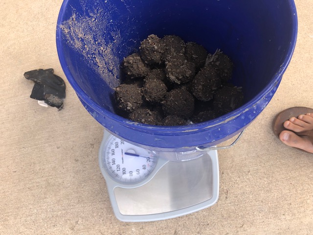 Seed balls in bucket