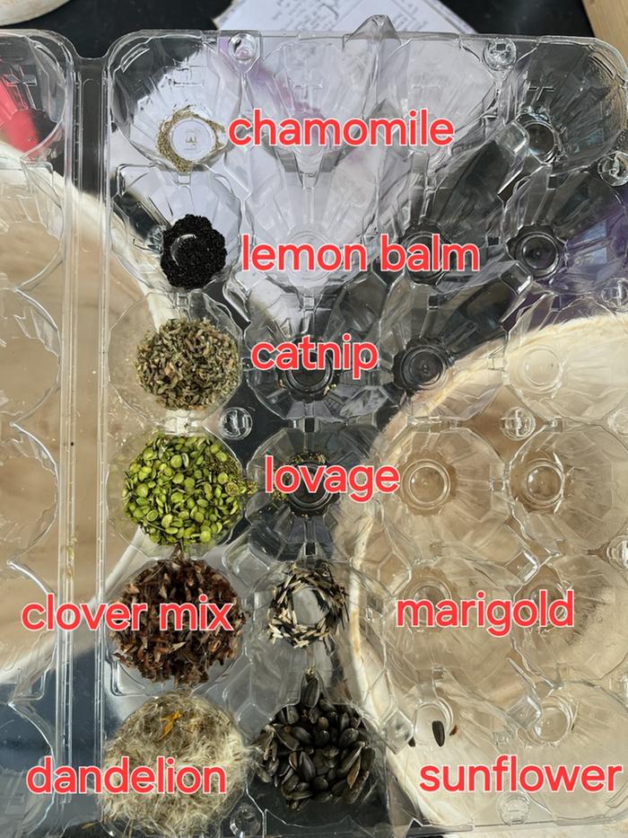 List and seeds