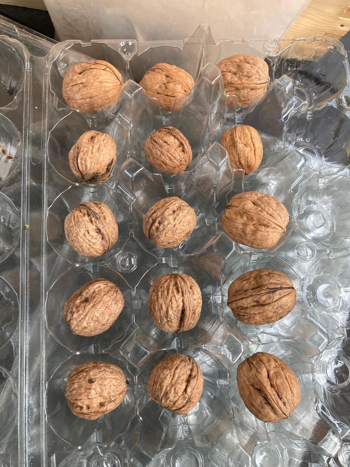 Walnuts, which I later encased in seed ball cob