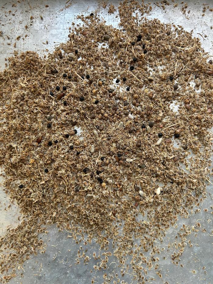 The perennial seeds I used were: asparagus, artichoke, apple and thyme. The rest are: lupine,miners lettuce, radish, arugula, chard, parsley and carrots.