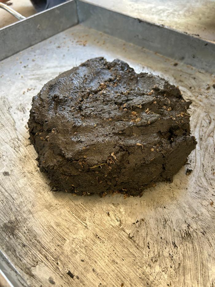 I mixed the seeds with cay and soil from the creek