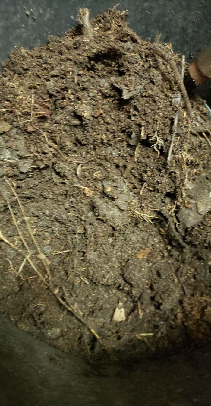 [Thumbnail for leaf-mold.jpg]