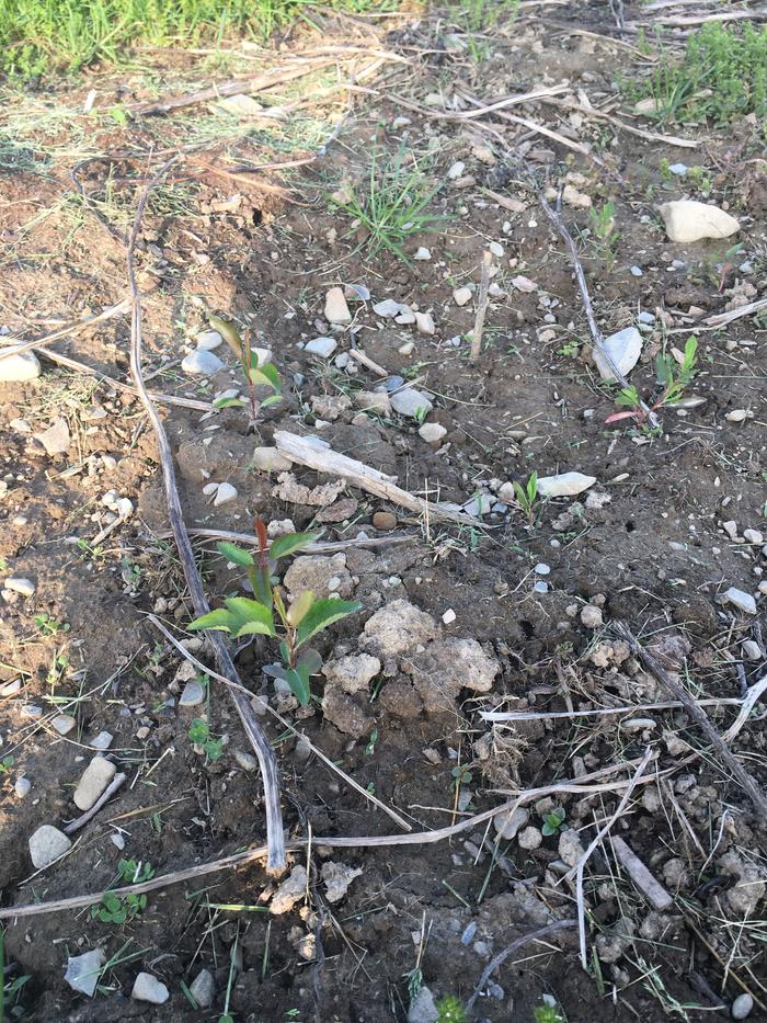 Un amended bed that I started last year. I planted out 100 + pear seeds from a 80+ year old tree in my yard.